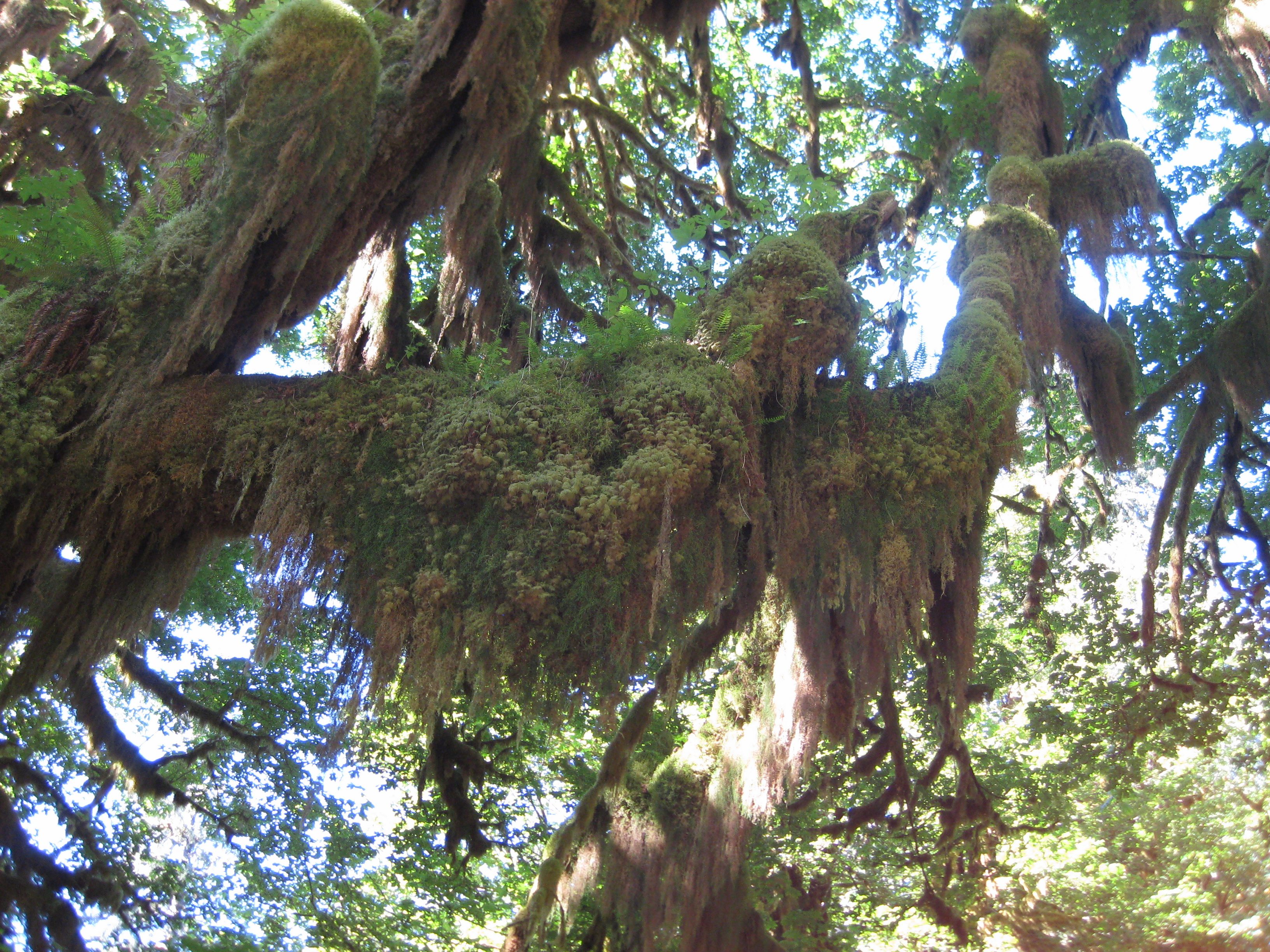 Olympic NP